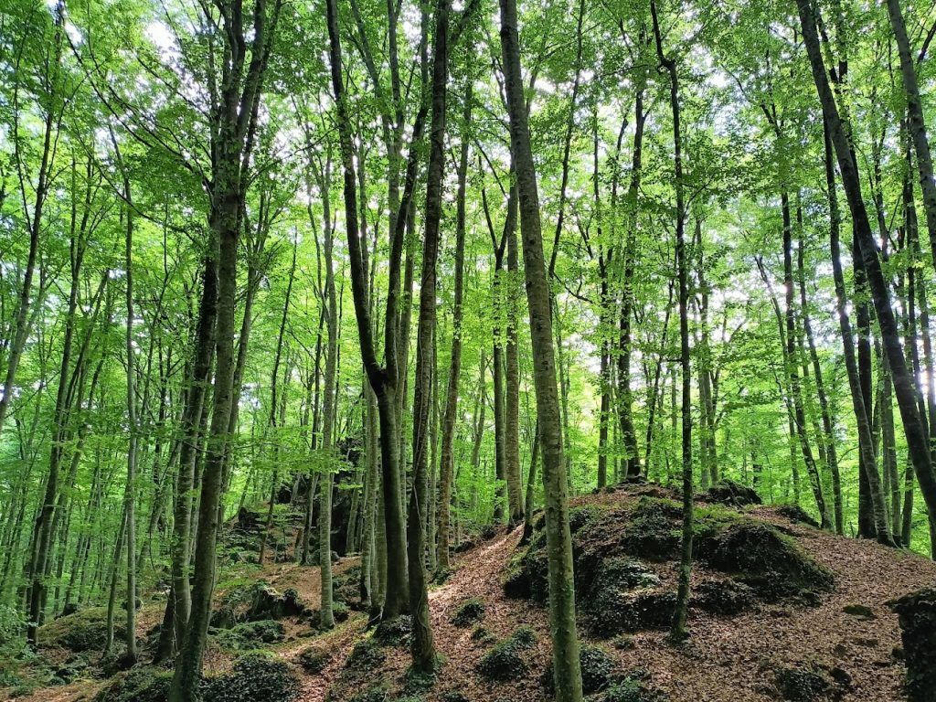 La Fageda d'en Jordà