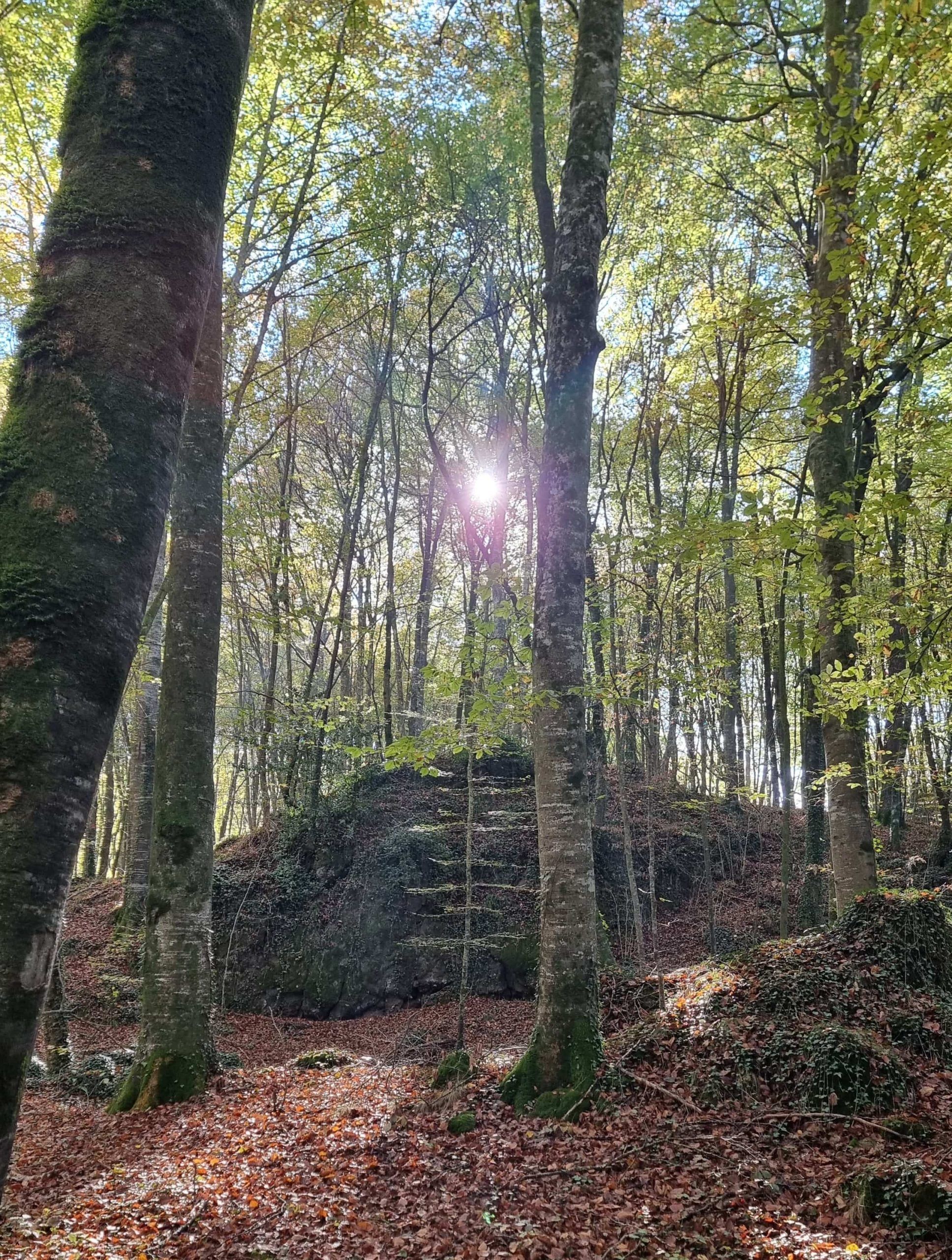 Fageda d'en Jordà
