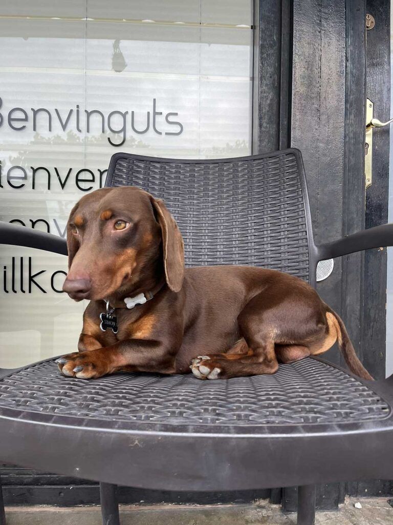 Camping que Admite Perros en Bungalows en Cataluña