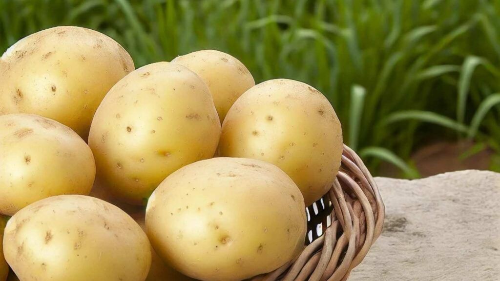 patates de la vall d'en bas